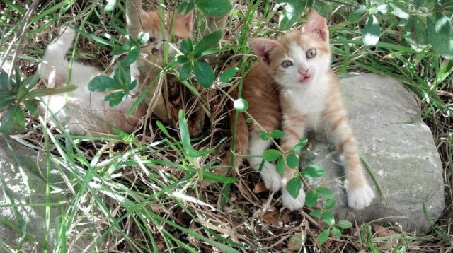 开云网页版-_凯尔特人攻防两端强势，持续领跑联盟_，凯尔特人战术