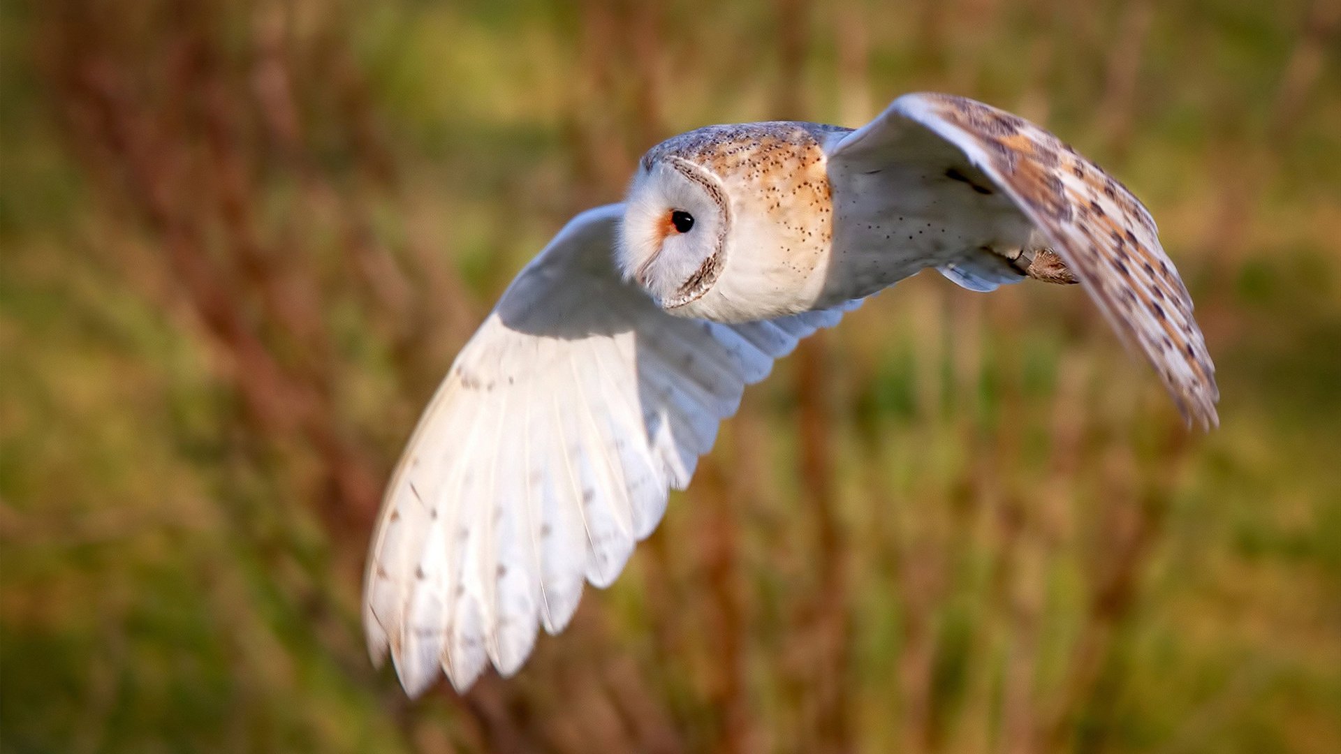 _凯尔特人攻防两端齐发力，连续取胜_，凯尔特人强吗