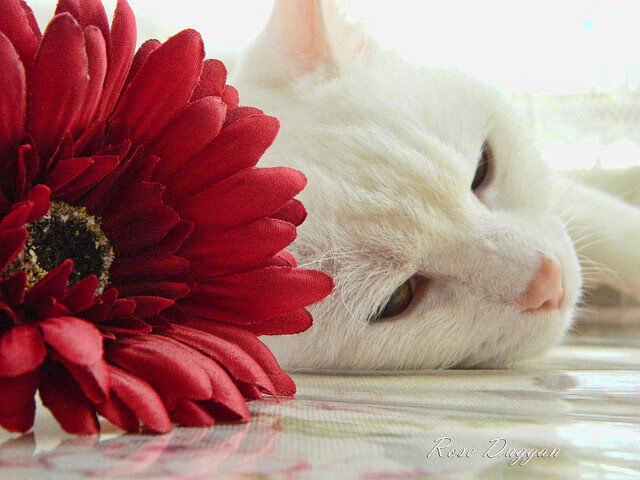 开云网页版-中国反曲弓男队在射箭世界杯上海站获得团体铜牌，反曲弓国家队