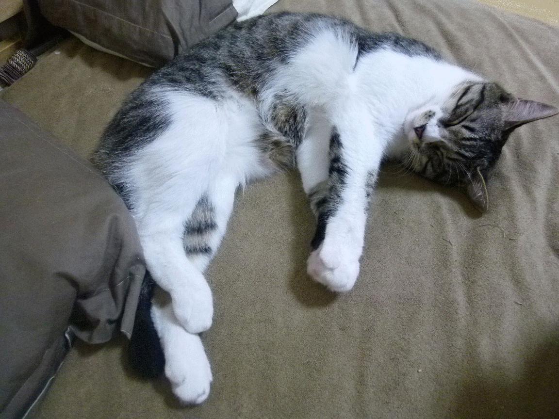 开云官网首页-哈兰德状态火热，本赛季已攻入超30球，继续领跑欧洲射手榜，欧冠 哈兰德