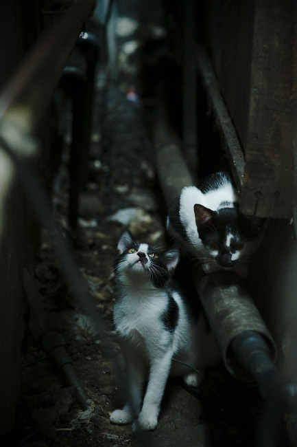 游戏直播用户行为:观看习惯与消费偏好,游戏直播 合理使用