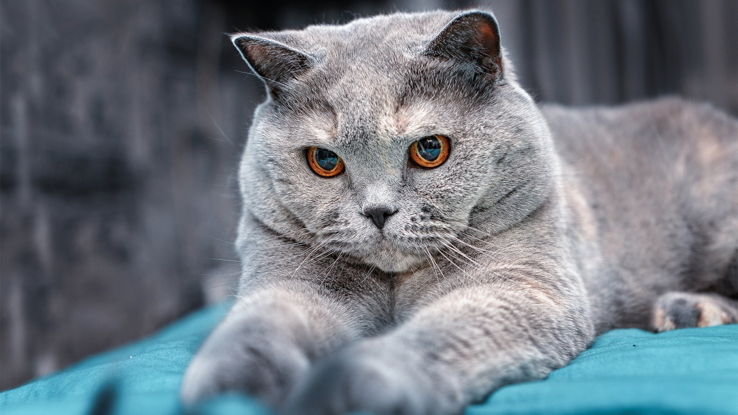 开云APP-足球社交互动数据影响转播推荐算法，足球赛事转播权的价值