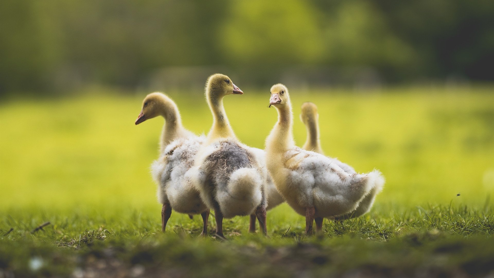 上海申花球员展现超群实力，获得赞誉，上海申花著名球员