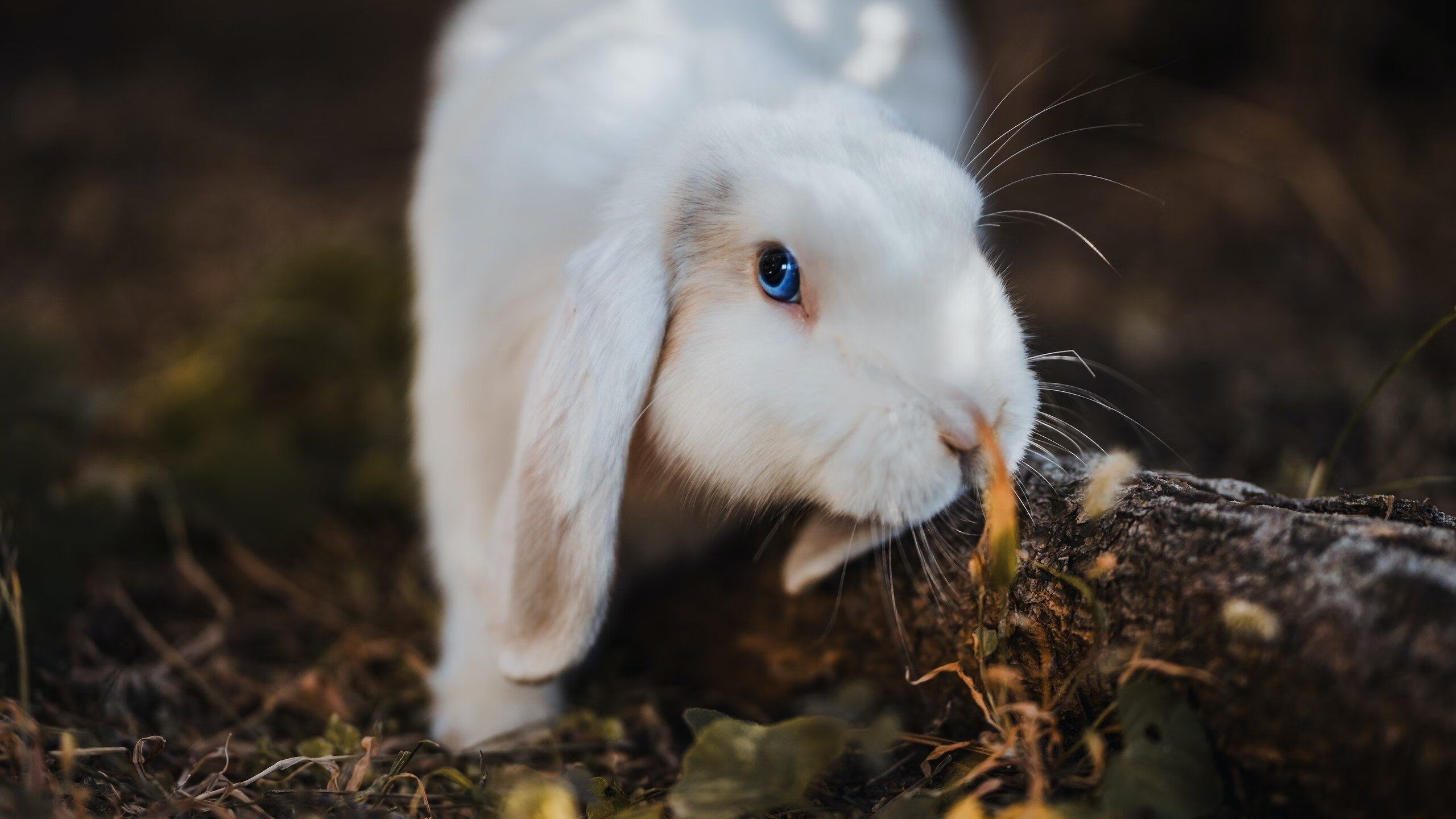 开云APP-争分夺秒！比赛节奏紧张，胜利前途未卜，比赛现场紧张激烈