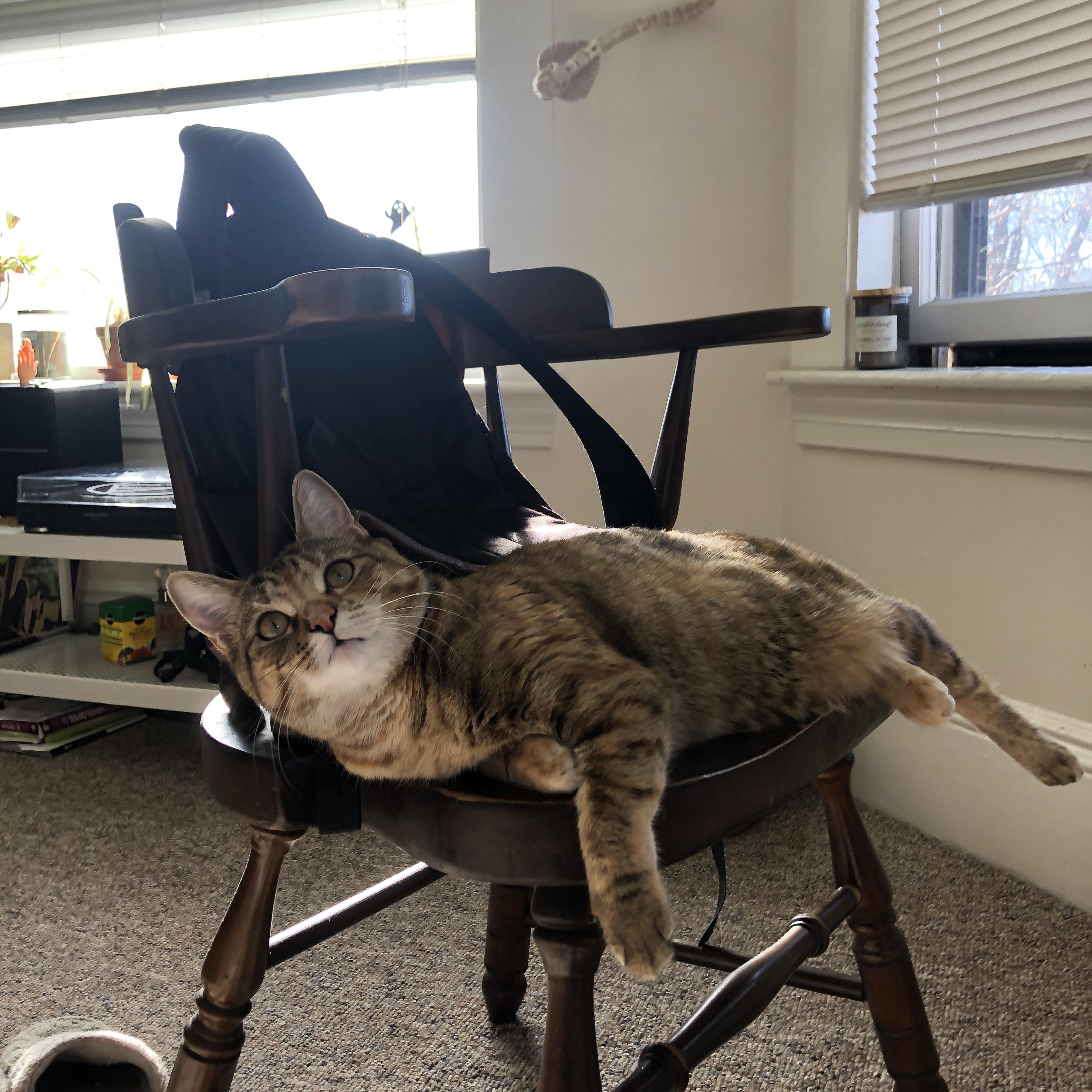 开云·体育官网-匈牙利足球队在比赛场上展现出不俗的实力，匈牙利足球队阵容