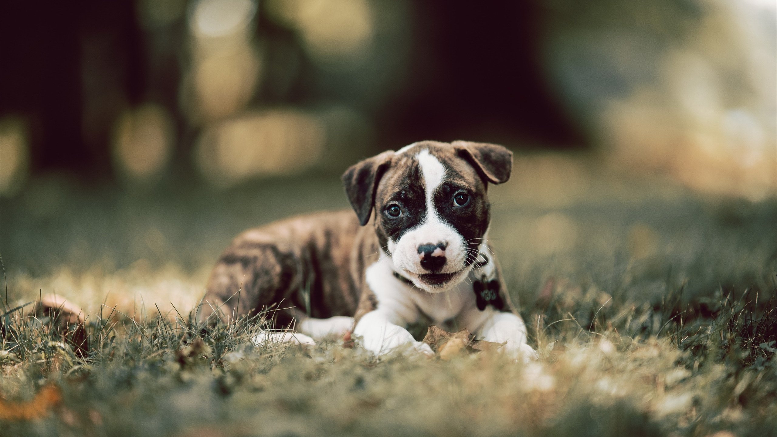 大连波琦如虎添翼,成功补强新势力,今天的大连博琪