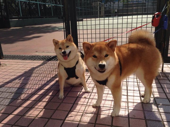 山东男篮客场轻取胜利，积分稳固，山东男篮豪取4连胜