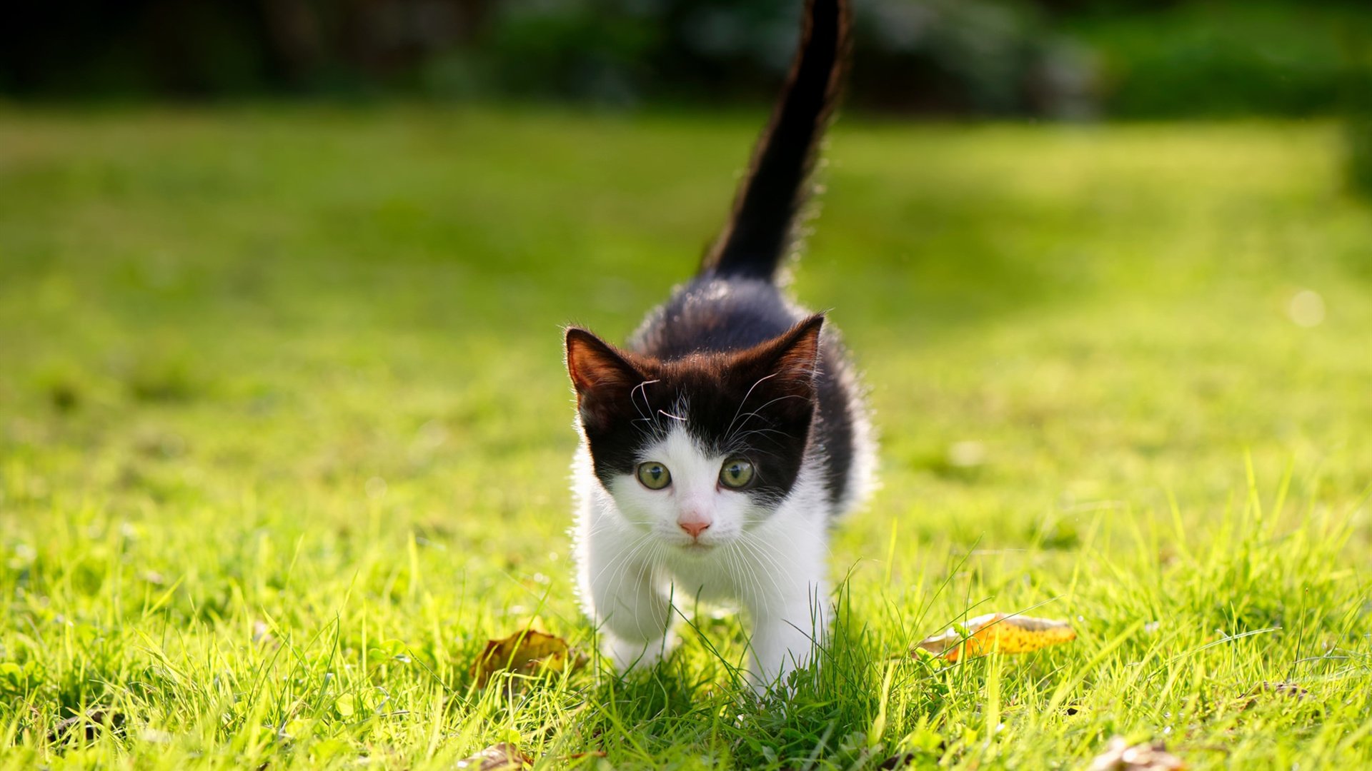 弗拉门戈季中引援助力球队,弗拉门戈比赛视频