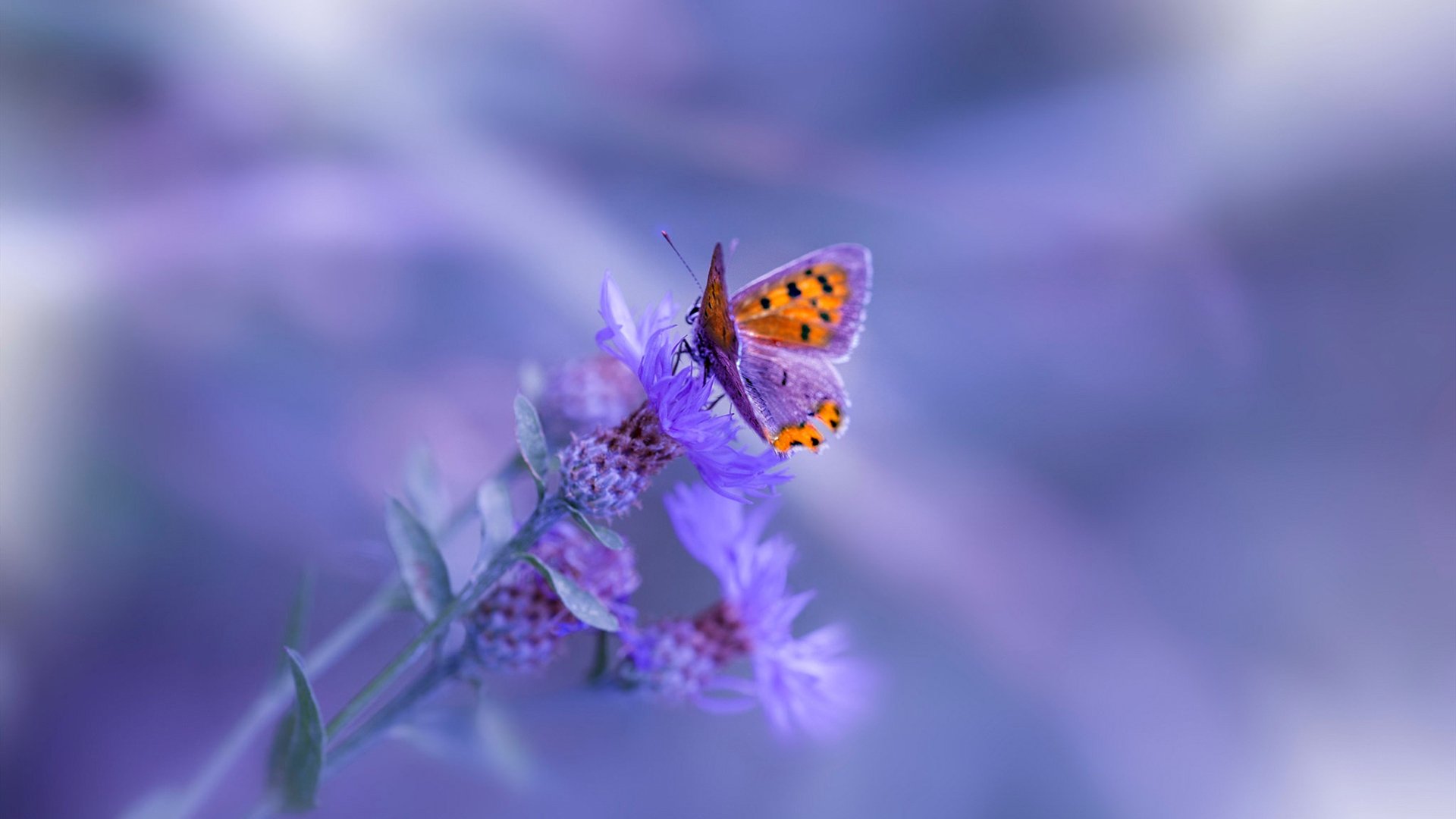 步步走高:福尔茨堡锒铛入狱德甲,福尔福德