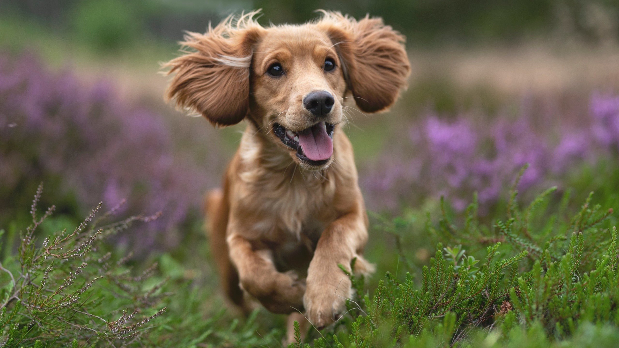 谢菲联防线漏洞频出,刀锋战士欲保级成功,谢菲联vs埃弗顿