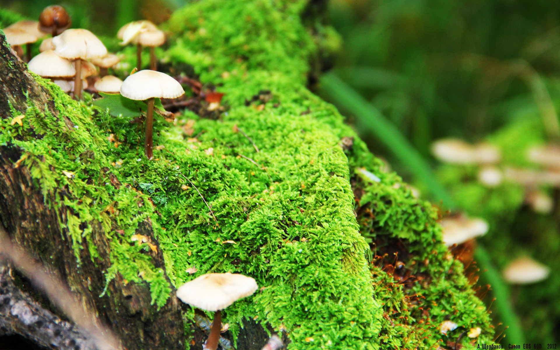 kaiyun 开云体育-阿拉瓦客场爆冷击败对手，豪取三分，阿拉瓦克人是什么人种