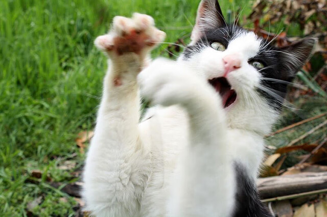 开云官网在线-马竞主场3-0战胜皇家贝蒂斯，进攻端表现出色，马竞1-1贝蒂斯 1分优势领跑西甲