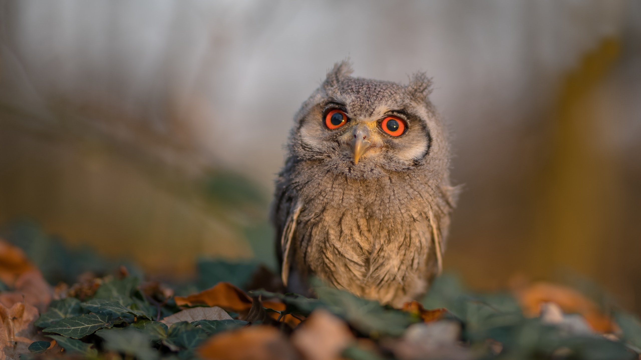 CBA球队鼓励本土球员承担核心角色，cba球队价值