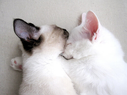 世界围棋赛赛事组织井然有序，世界围棋赛事一览