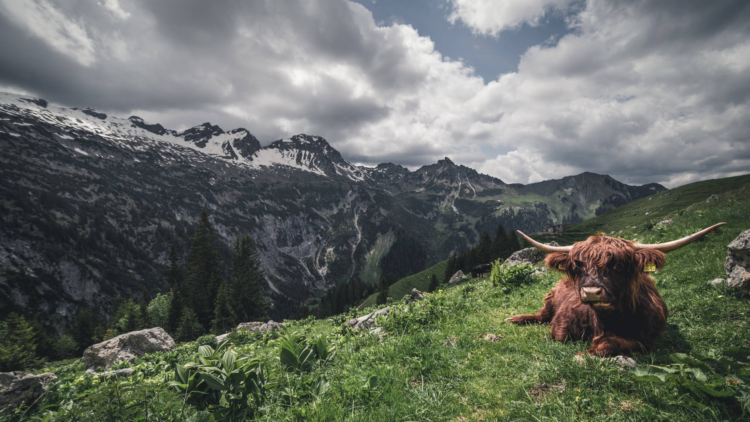 中国女篮着力打造坚固防线,中国女篮战术