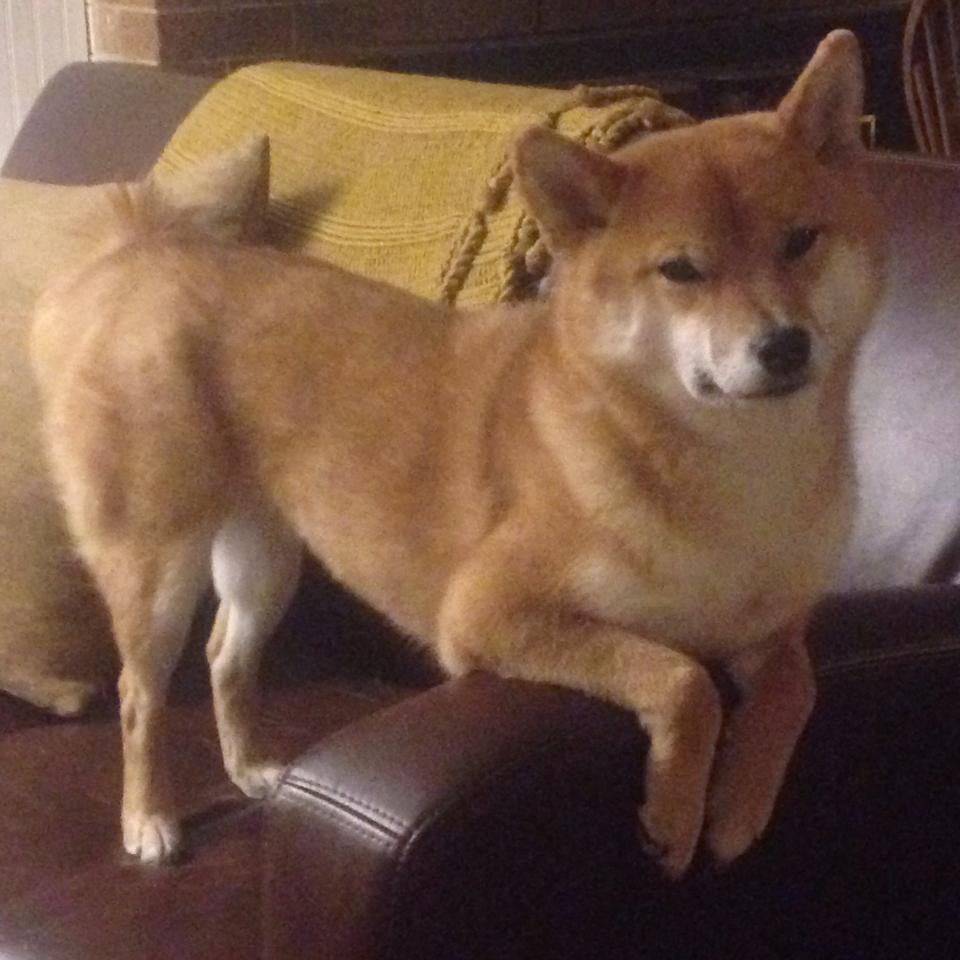 南非男子蝶泳冲刺展现爆发力，男子蝶泳奥运会