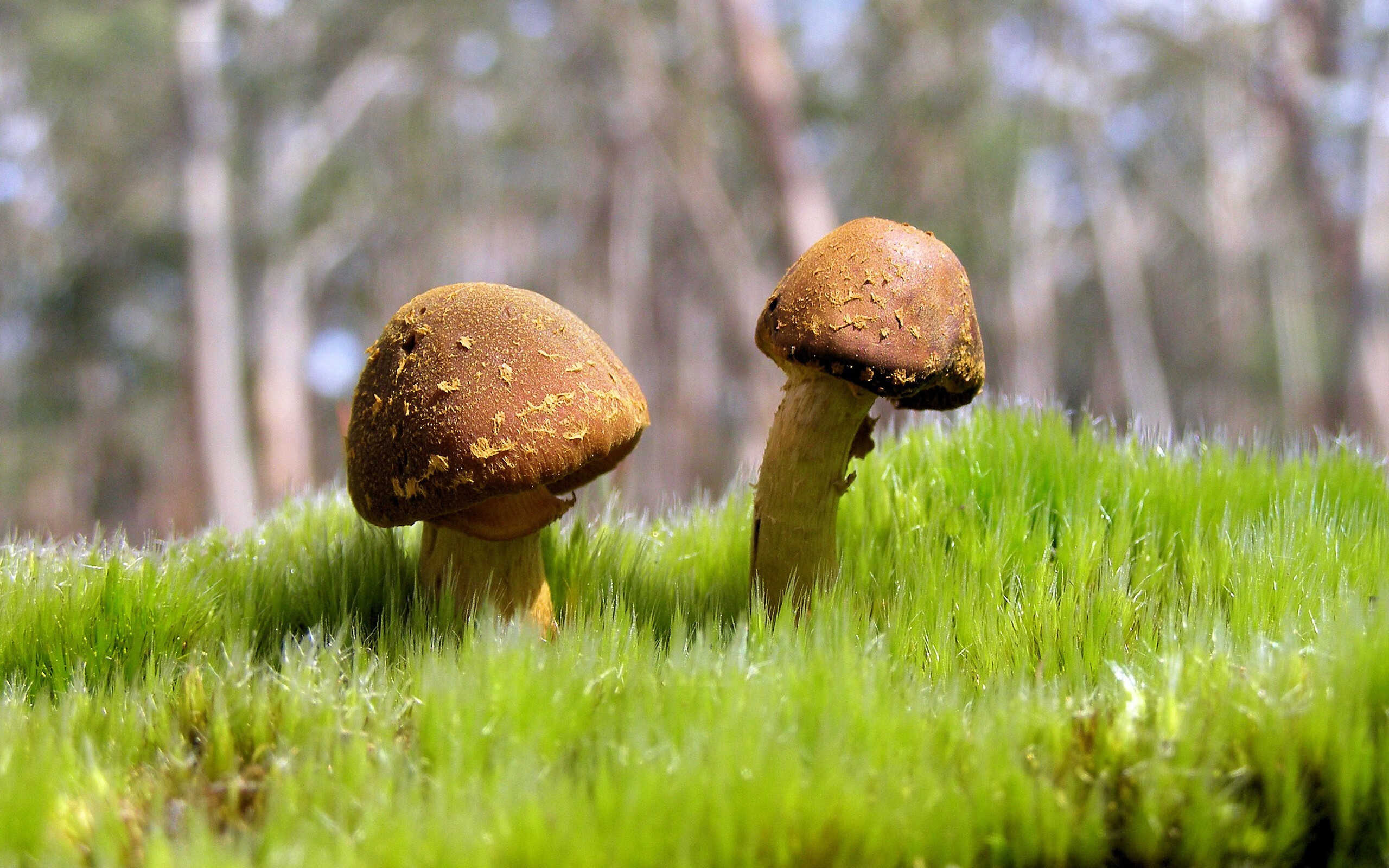 张雨霏公布恢复训练视频状态良好，张雨霏做客体坛英豪