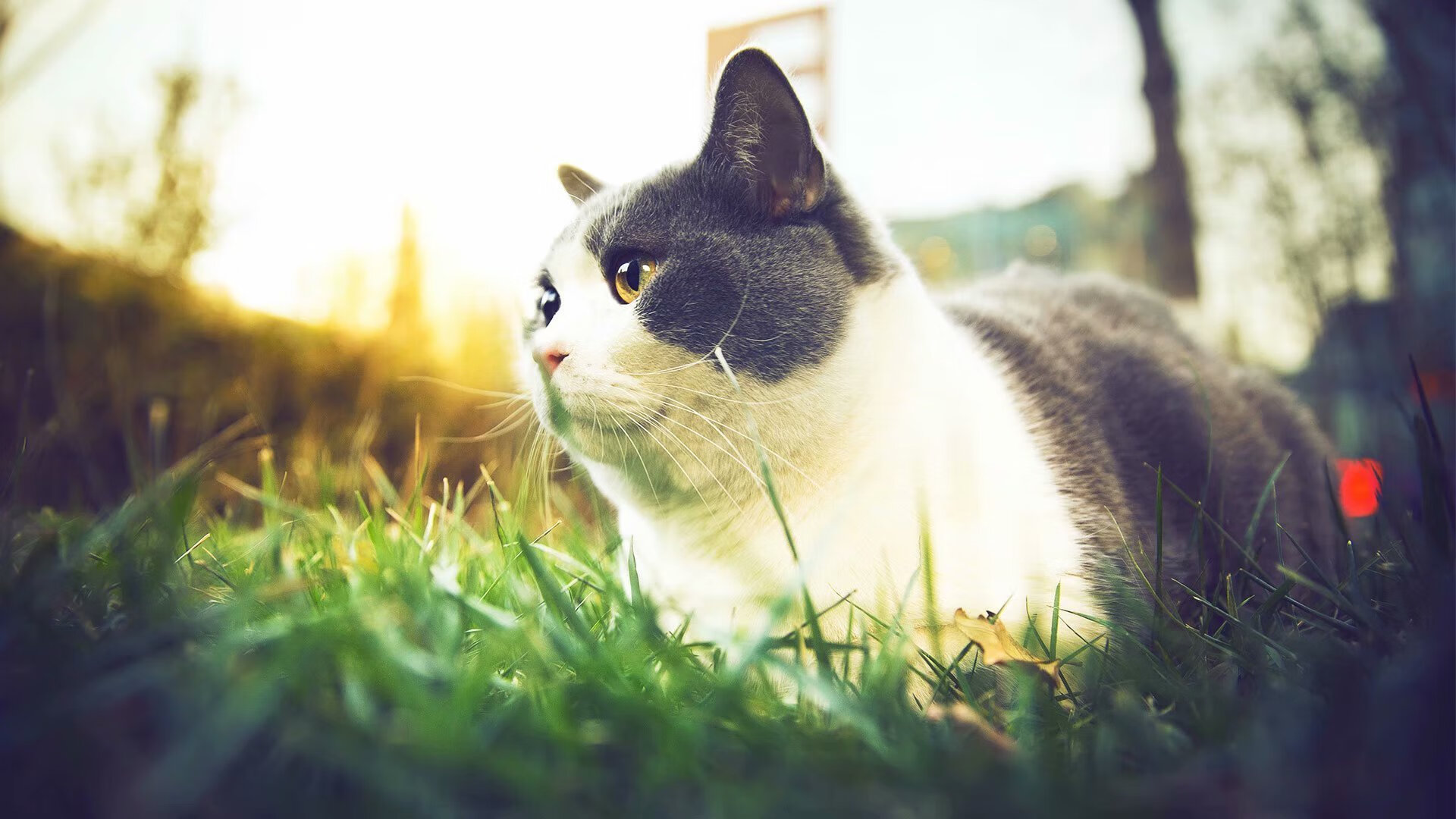 开云官网APP下载-心理素质稳健，比赛表现冷静，比赛心理状态