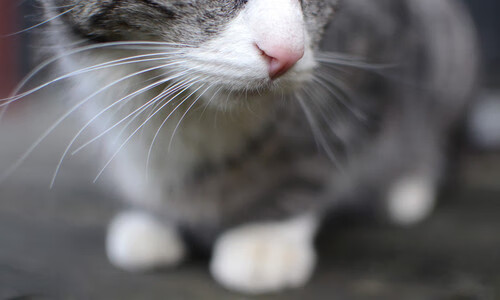 澳大利亚袋鼠队的快速进攻始终保持高效性，澳大利亚袋鼠强壮