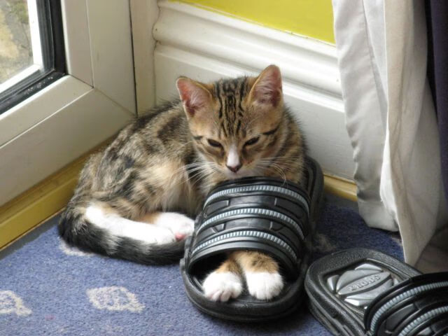 开云官网首页-皮特·斯图斯：带领南非羚羊队捍卫荣耀，冲击橄榄球顶级赛事