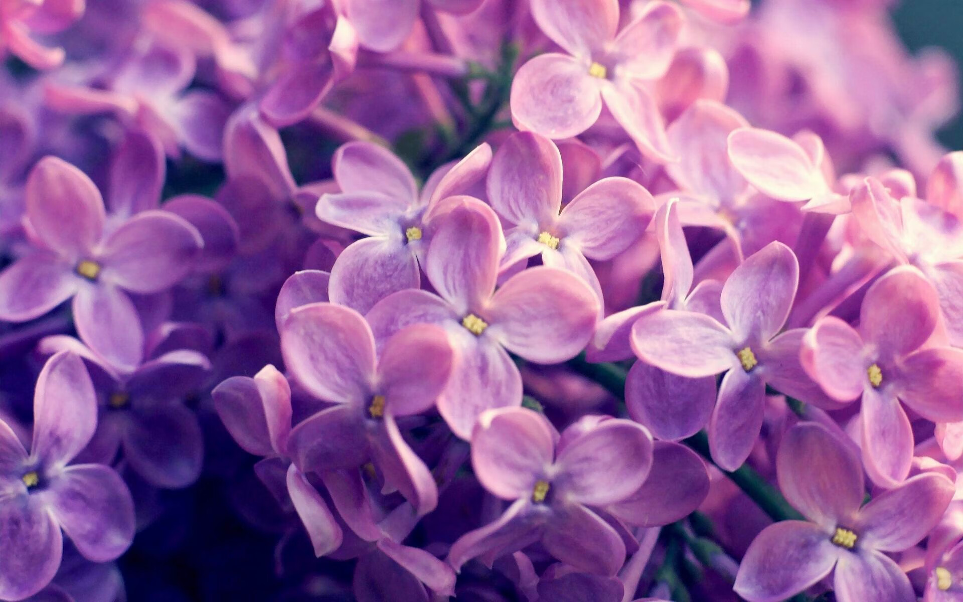 黄蜂将主场主题夜活动升级引发关注，黄蜂全场回放